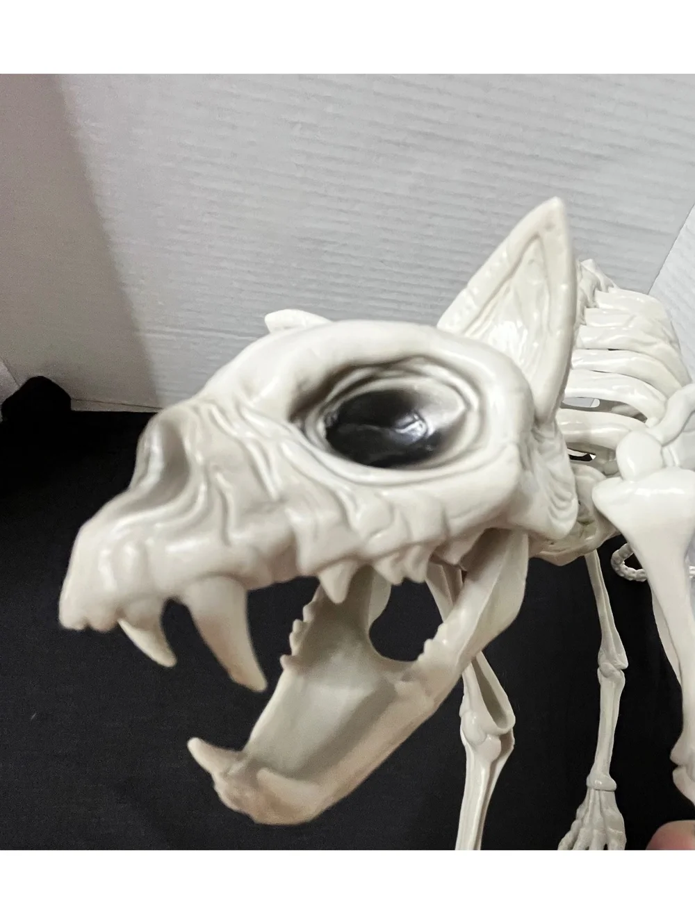 Spooky Cat Skeleton Decor - Perfect for Halloween Vibes